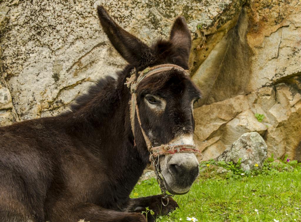 Agora Pansiyon Капыкыры Экстерьер фото